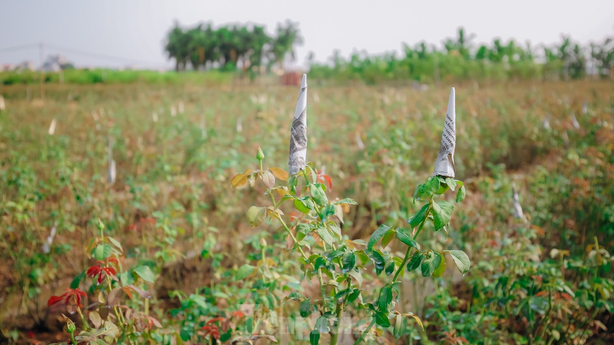 Nông dân tại đây cho biết, do ảnh hưởng của bão số 3 (Yagi) nên hầu hết các ruộng hoa hồng tại đây đã bị chết, những cây còn sống thì rất khó phát triển, hoa không nở… Nhiều ruộng phải trồng lại toàn bộ.
