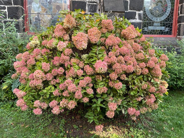 Còn bức ảnh chụp bằng iPhone 12 không chi tiết bằng iPhone 16.