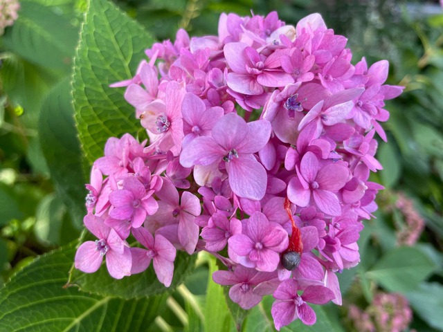 iPhone 12 không có chế độ chụp ảnh macro nên chi tiết chủ thể hơi mờ.