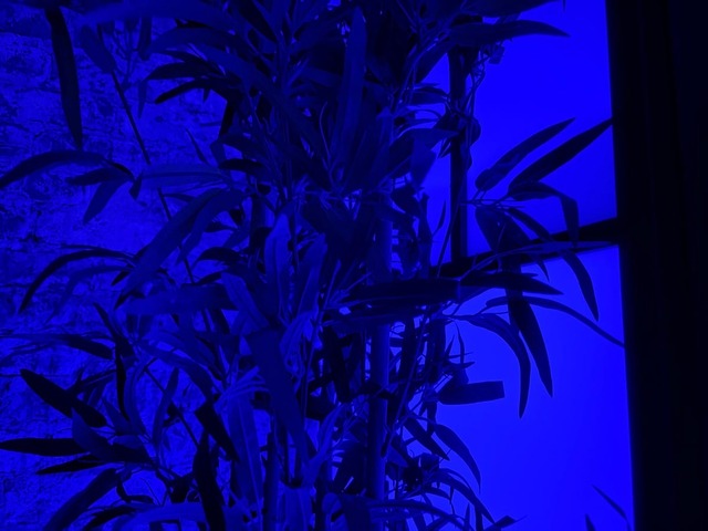 iPhone 16 có thể chụp ảnh thiếu sáng nhanh hơn và cho ra hình ảnh sắc nét hơn.