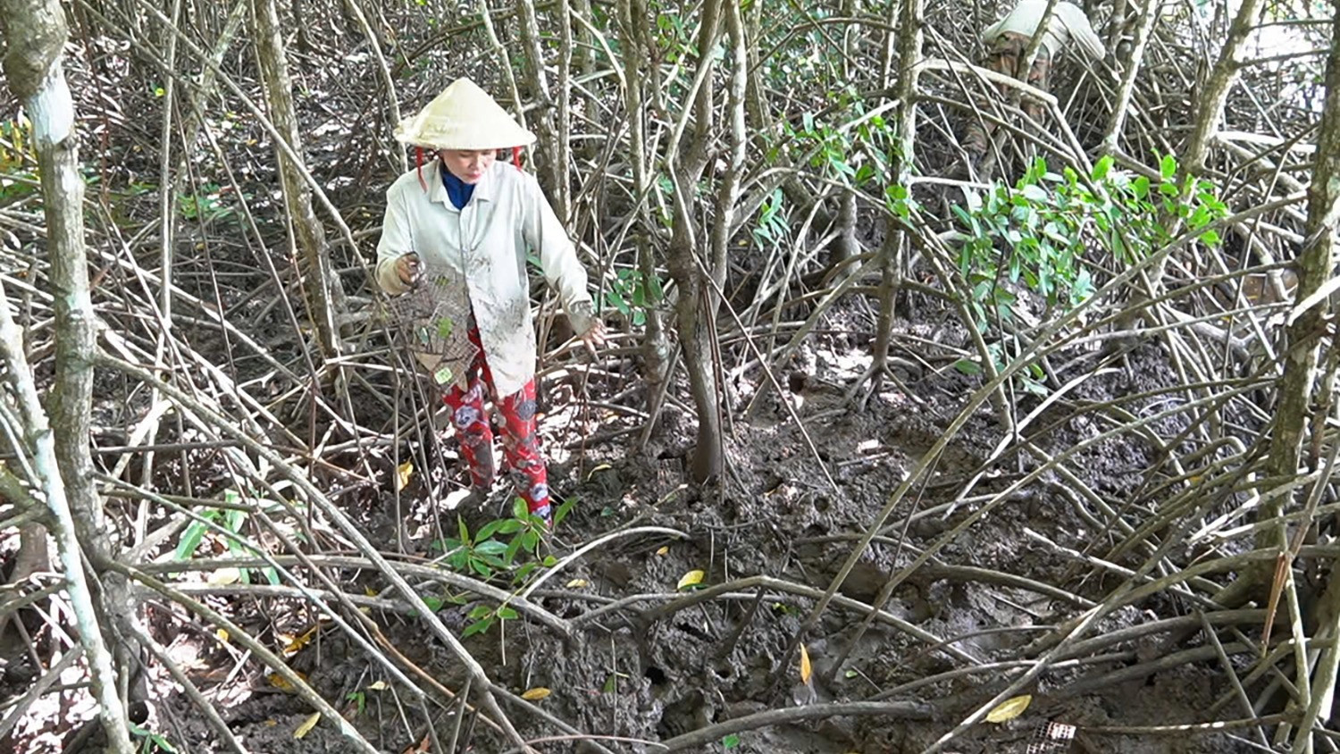 các thợ săn len lỏi khắp rừng đước đặt bẫy chù ụ. Ảnh: H.B