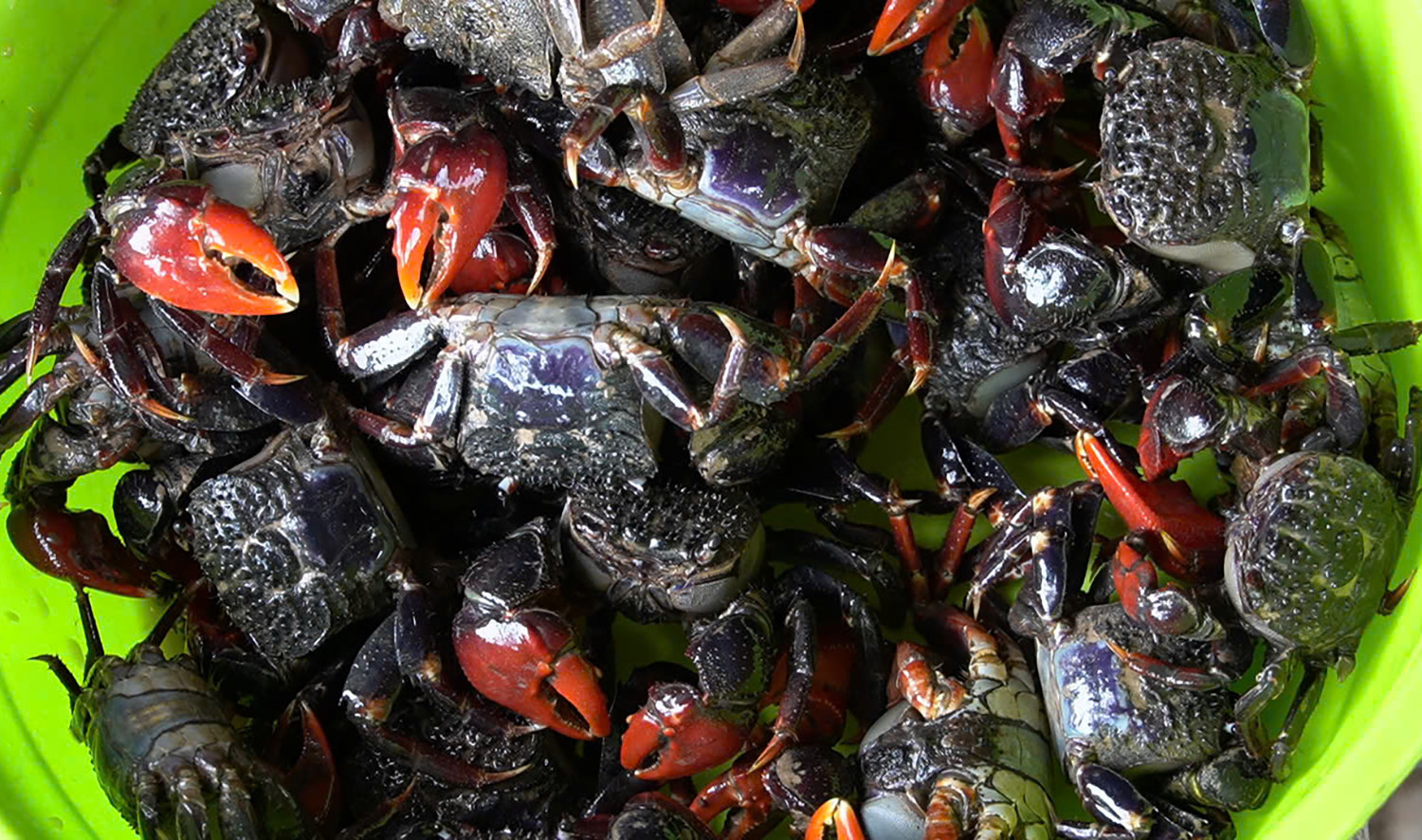 Nhờ vào việc săn bắt chù ụ, người dân vùng Đất Mũi có thể kiếm 500.000 đồng/ngày. Ảnh: H.B