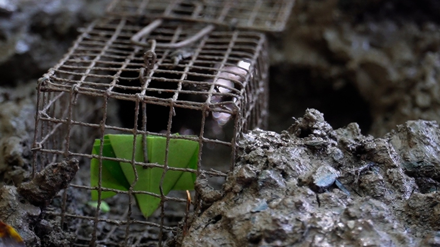 Săn chù ụ bằng bẫy chuột, mồi lá cây là cách đơn giản và hiệu quả nhất. Ảnh: H.B.