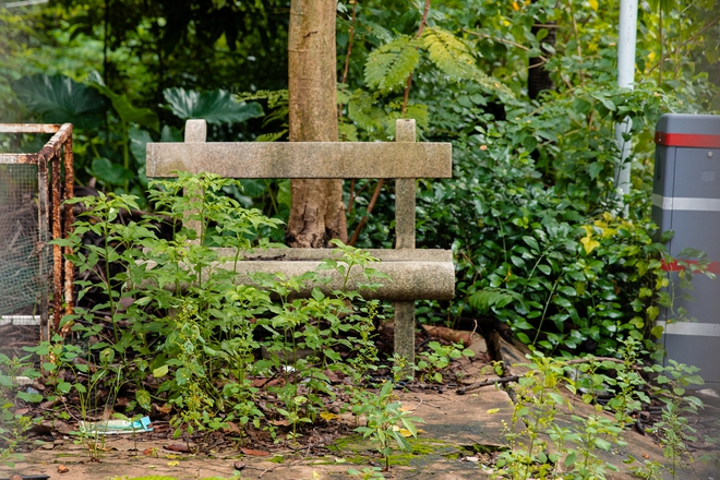 Nhiều nơi cây cỏ mọc cao không thể tiếp cận