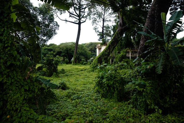 Những cây cổ thụ cao lớn trùm khắp nơi dường như biến nơi đây thành một khu rừng