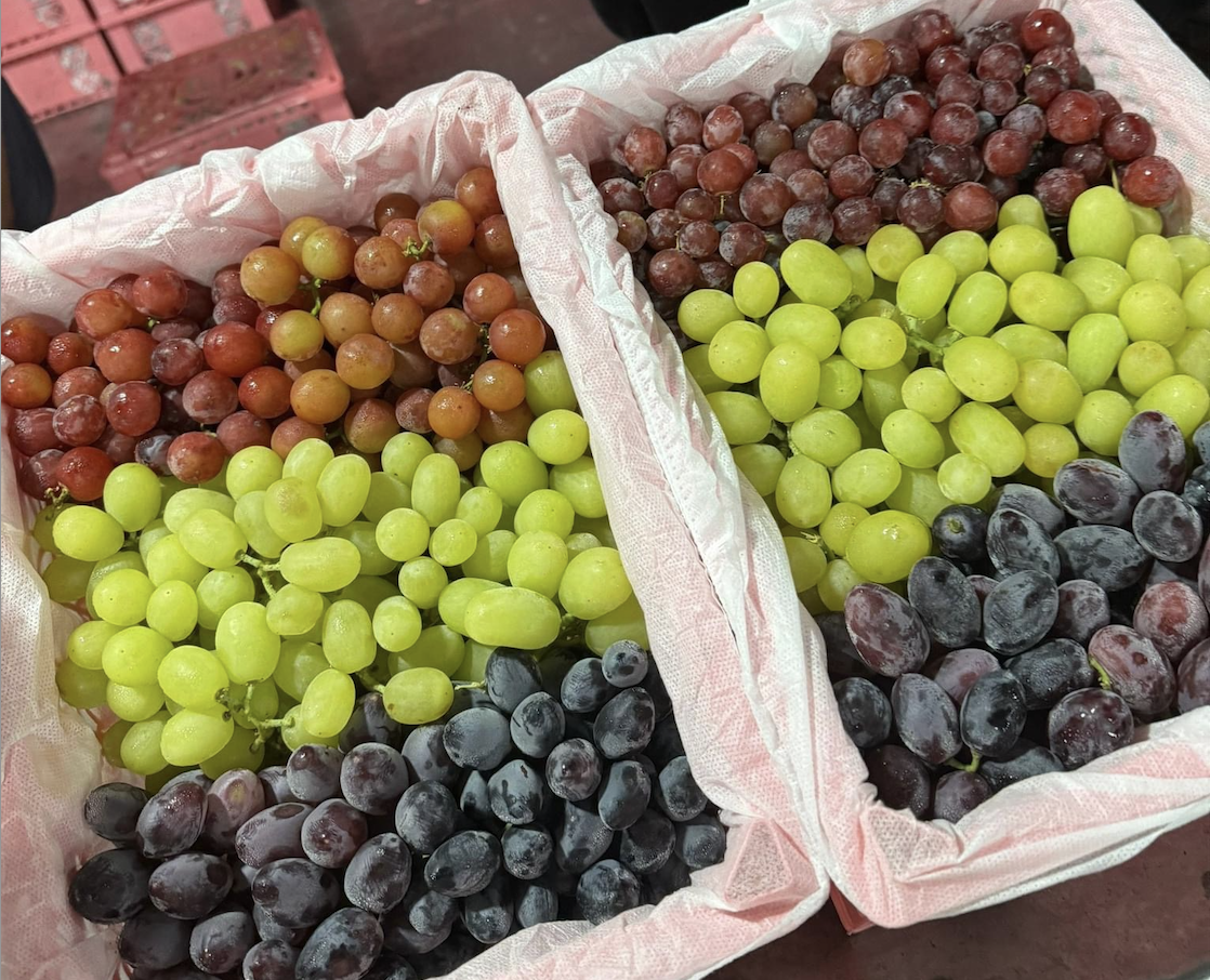 Giới buôn bán tại chợ đầu mối cho biết, có khoảng chục loại nho Trung Quốc được nhập về bán ở chợ Việt, song mùa của các loại nho cũng khác nhau. Ví như, thời điểm nửa đầu năm sẽ là mùa của nho bắp đen, bắp đỏ, nho đỏ, nho đường xanh. Còn 6 tháng cuối năm vào mùa của nho sữa, nho kẹo, nho Ruby Romam, nho Ruby... Do đó, nho Trung Quốc được bán quanh năm ở chợ Việt với số lượng lớn vì là hàng giá rẻ.
