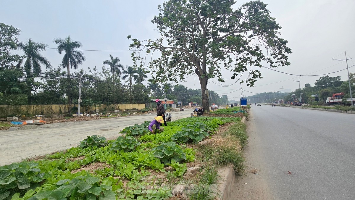 Người dân trồng rau trên dải phân cách tại một số đoạn đường đang bị vướng giải phóng mặt bằng.