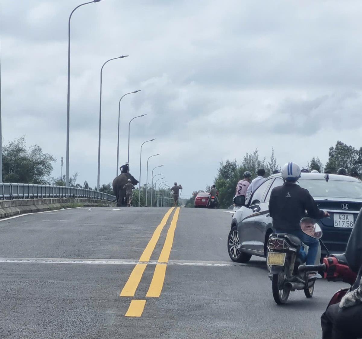 Đến 15 giờ chiều nay, con voi đã được đưa về lại vườn thú