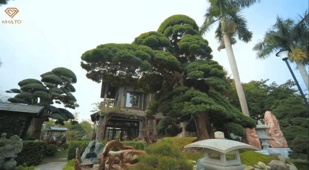 Trước nhà có một cây cổ tỏa bóng mát và một bộ bàn ghế bằng đá, được gia chủ bài trí để ngồi nghỉ ngơi những lúc ra thăm thú sân vườn. Cây này được gia chủ đặt tên là Thái Hậu với tuổi thọ hơn 300 tuổi.