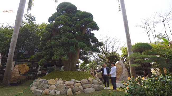 Cây Thái Thượng Hoàng trong khuôn viên của gia chủ.
