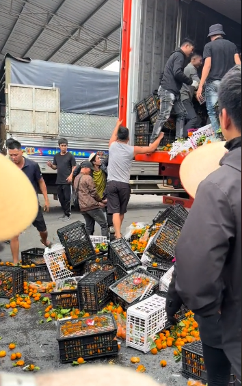 Hình ảnh những thùng quýt bị vứt la liệt xuống đất khiến nhiều người khó hiểu