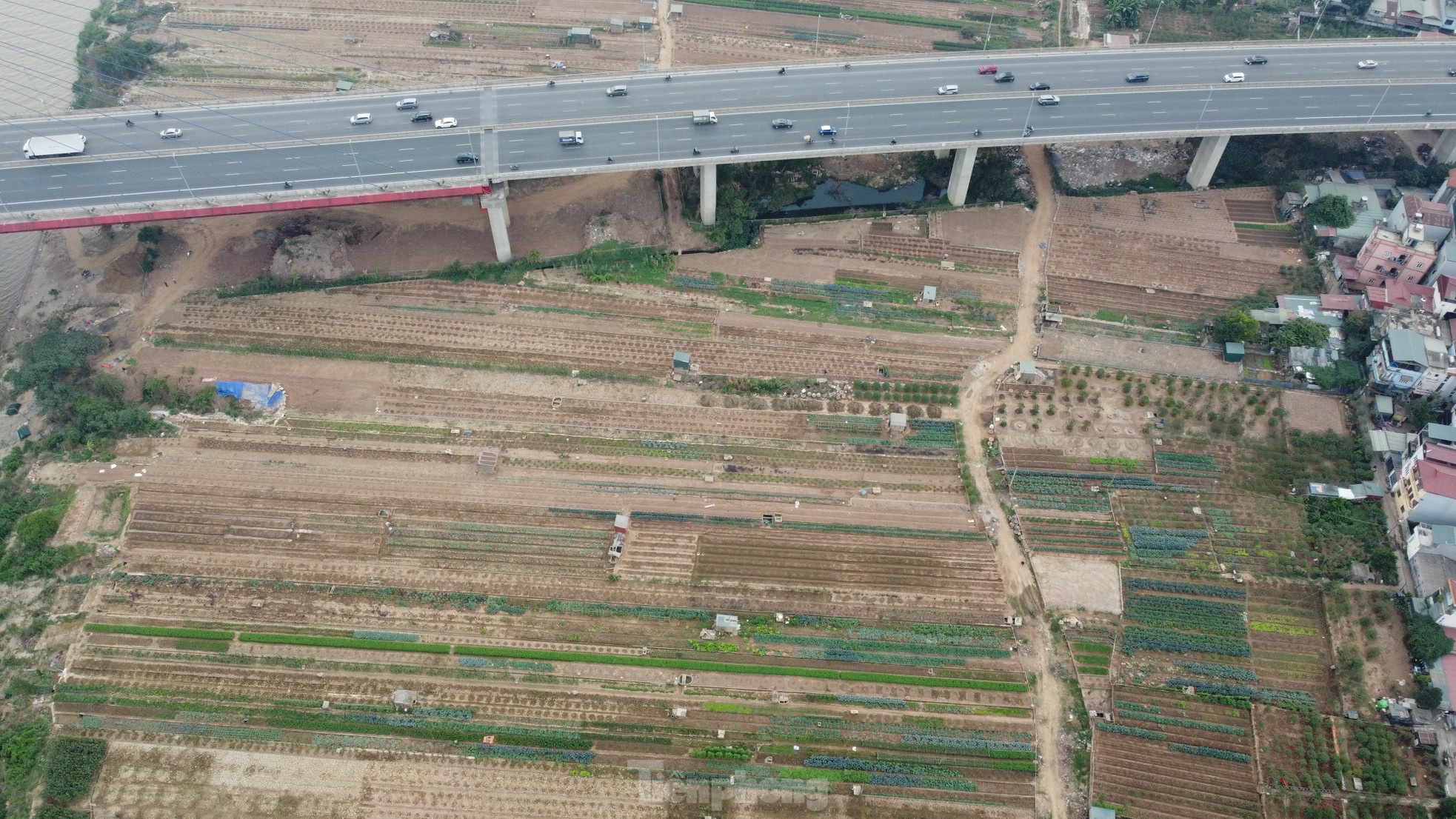 Đây là khu vực bãi bồi, được người dân canh tác hoa màu, cây cảnh.