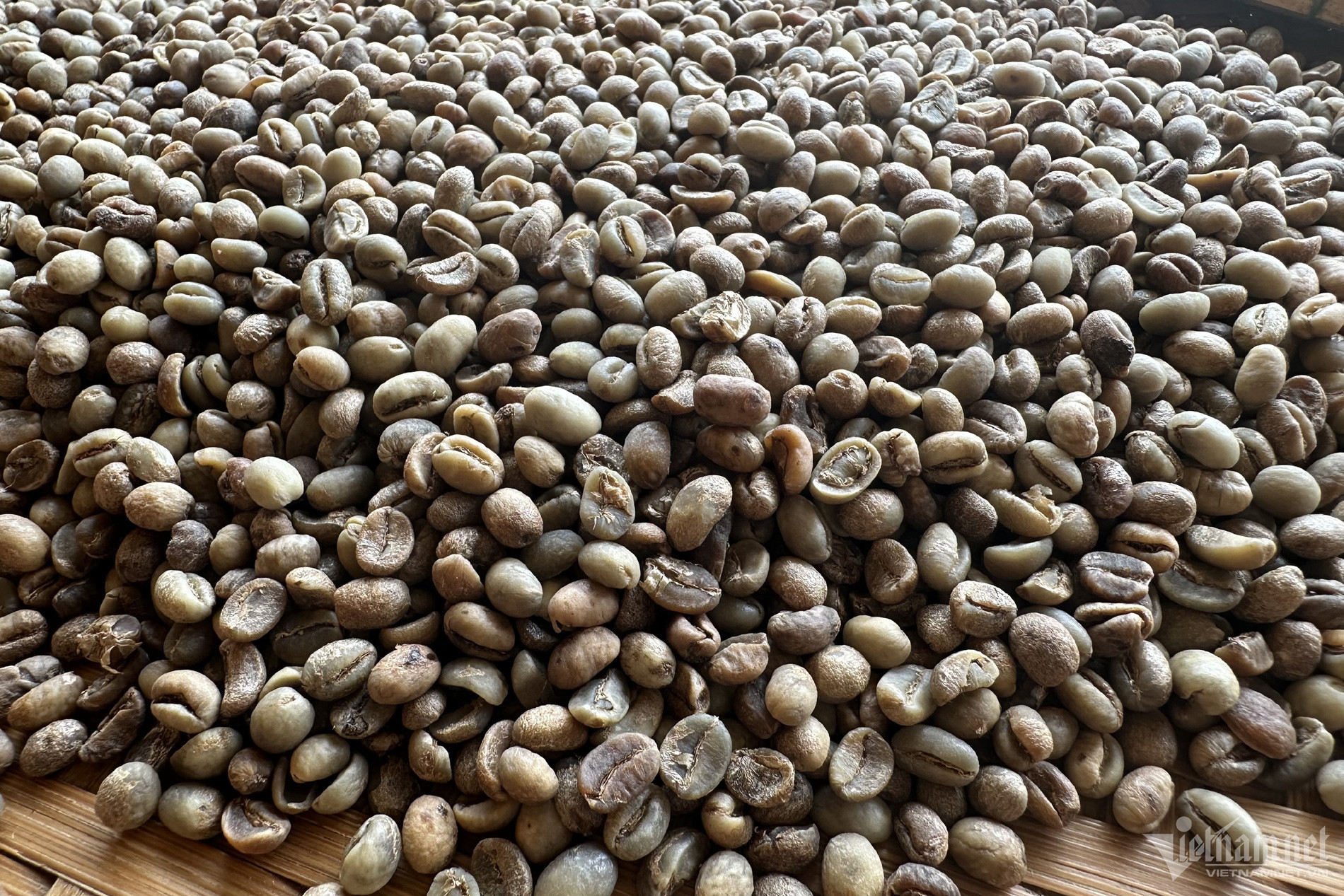 Giá cà phê nhân xô ghi nhận phiên giảm kỷ lục lịch sử. Ảnh: Tâm An
