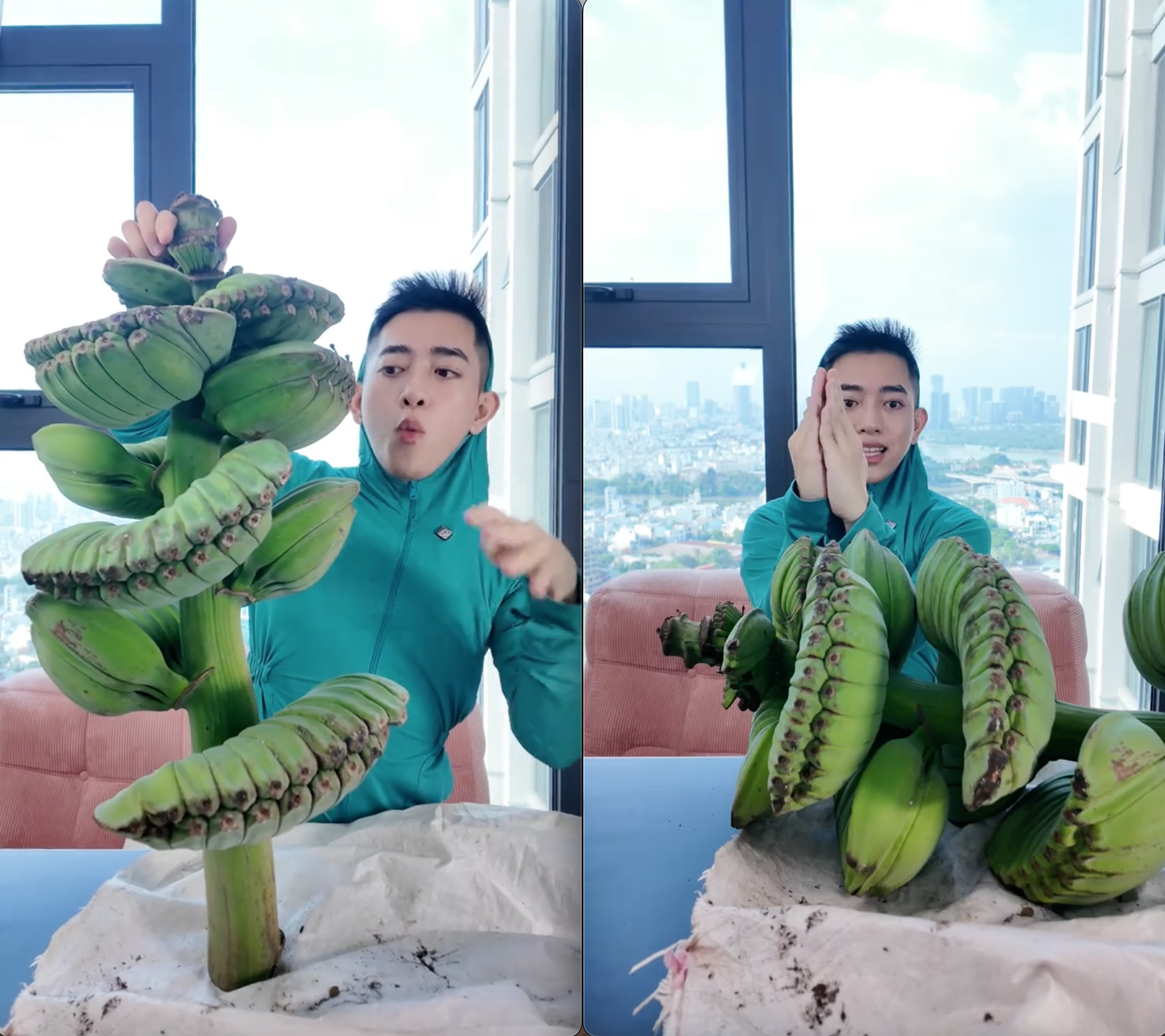 Loại chuối có hình dáng rất độc lạ, ít thấy tại Việt Nam.