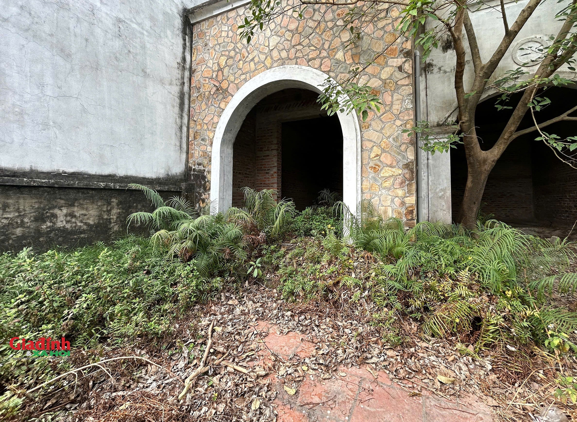 Khu vực sân của một căn biệt thự do bỏ hoang nhiều năm đã bị cỏ dại, lá khô bao phủ.