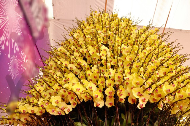 Chậu hoa có trọng lượng khoảng hơn 2 tấn, cao khoảng 5m, tán rộng 3m được ghép bởi 2.868 cành lan hồ điệp màu vàng.