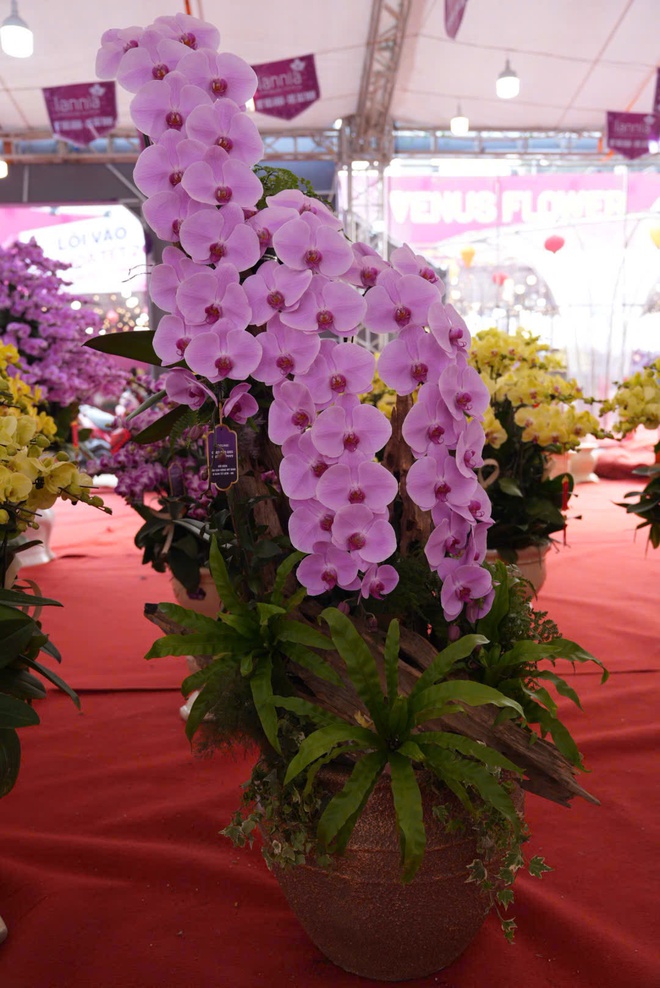 Các chậu hoa nhỏ có giá từ 3-15 triệu được nhiều khách lựa chọn để chơi Tết.