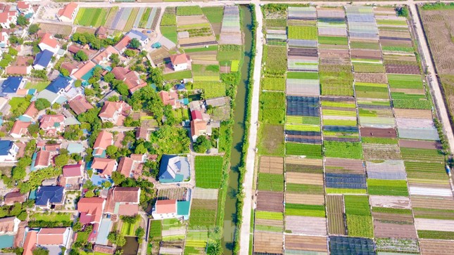 Diện tích rau an toàn của HTX Tứ Xã (huyện Lâm Thao) đạt hơn 20 ha, sản lượng hơn 1.000 tấn/năm, giá trị kinh tế thu về khoảng 15 tỷ đồng/năm.