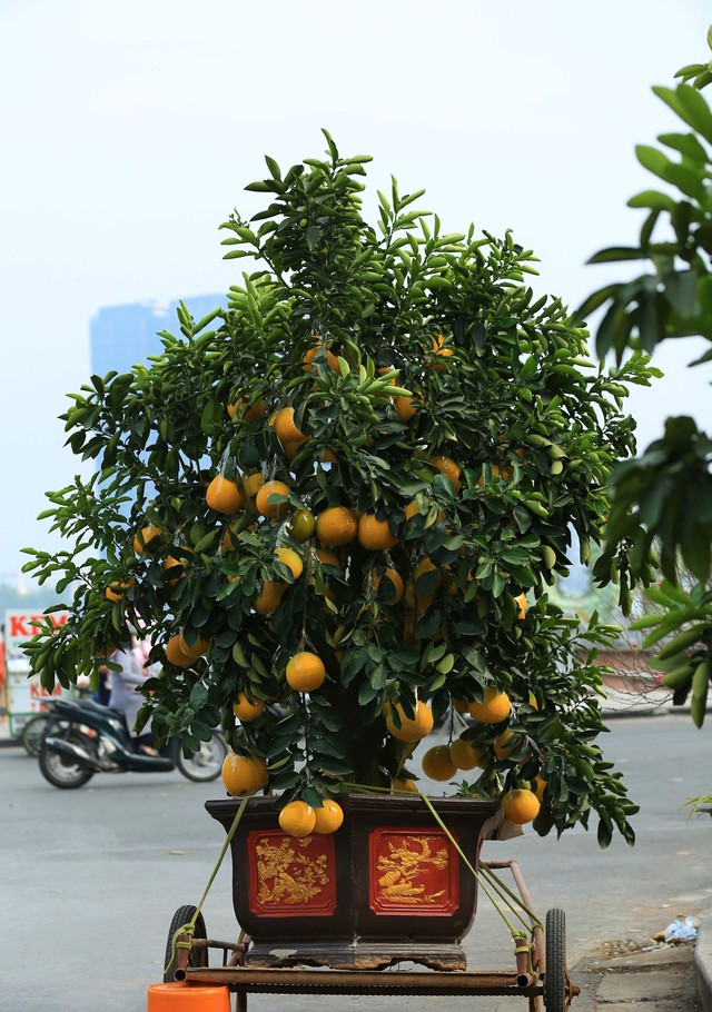 Những chậu bưởi cảnh thường rất nặng, cần sức của nhiều người hoặc xe cẩu để vận chuyển