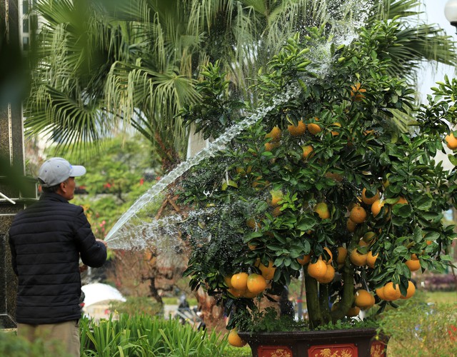 Được biết, giá các chậu bưởi tùy thuộc vào vóc dáng và số lượng quả trên cây. 