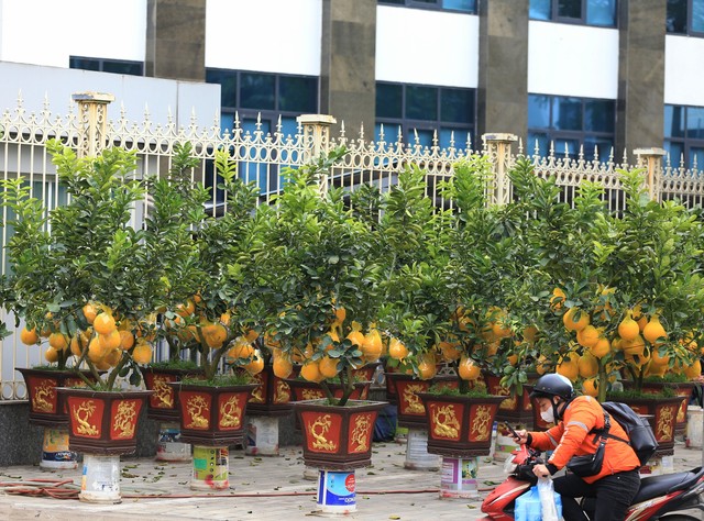 Một gian hàng bán những chậu bưởi cảnh đồng giá 5 triệu đồng trên đường Lạc Long Quân