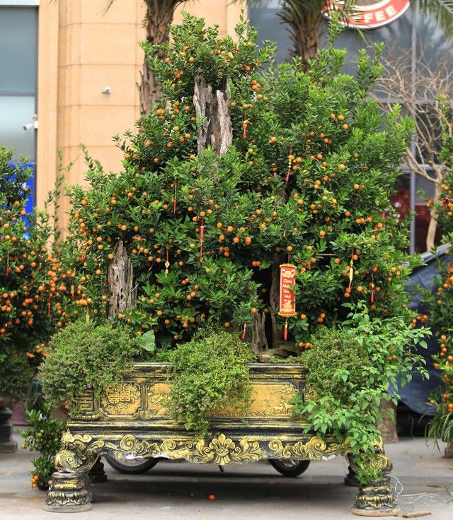 Chậu quất lớn tại gian hàng của anh Thành đang được bán với giá hơn 90 triệu đồng