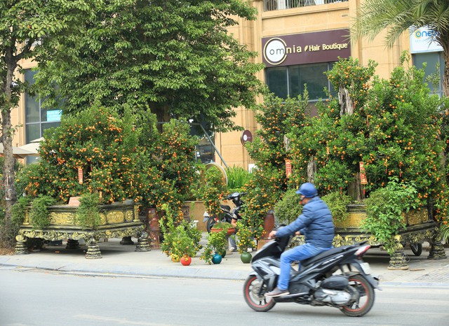 Anh Thành - một tiểu thương bán quất cảnh trên đường Lạc Long Quân cho biết, gian hàng của anh được bày bán từ cuối tháng 12/2024. Người đàn ông cho rằng việc bày bán sớm sẽ giúp thu hút khách hàng hơn.