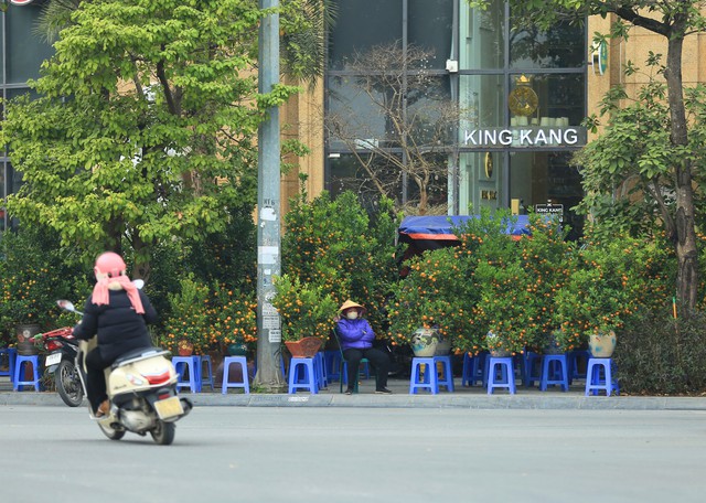 Cũng theo một vài tiểu thương cho biết, mặc dù nhiều nơi trồng quất bị ảnh hưởng bởi bão, khiến nguồn cung ít hơn nhưng giá thành không tăng nhiều so với năm ngoái.