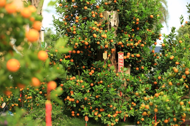 Anh Thành - một tiểu thương bán quất cảnh trên đường Lạc Long Quân cho biết, gian hàng của anh được bày bán từ cuối tháng 12/2024. Người đàn ông cho rằng việc bày bán sớm sẽ giúp thu hút khách hàng hơn.