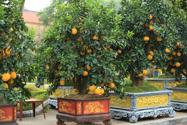 Theo một vài tiểu thương cho biết, những chậu bưởi cảnh được bày bán có giá từ 5 đến 30 triệu đồng. Giá thành không tăng nhiều so với những năm trước.