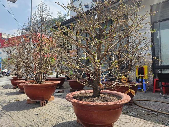 Vườn mai Thịnh đang chăm mai để nở hoa ra đúng dịp Tết