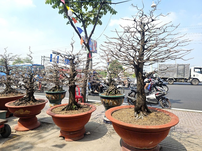 Giá thuê dao động từ 15-50 triệu đồng/chậu, tùy mẫu mã