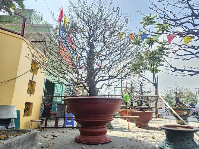 Chậu mai đang cho thuê mùa Tết giá 50 triệu đồng, nếu bán sẽ có giá đến 500 triệu đồng, bao vận chuyển đi các tỉnh
