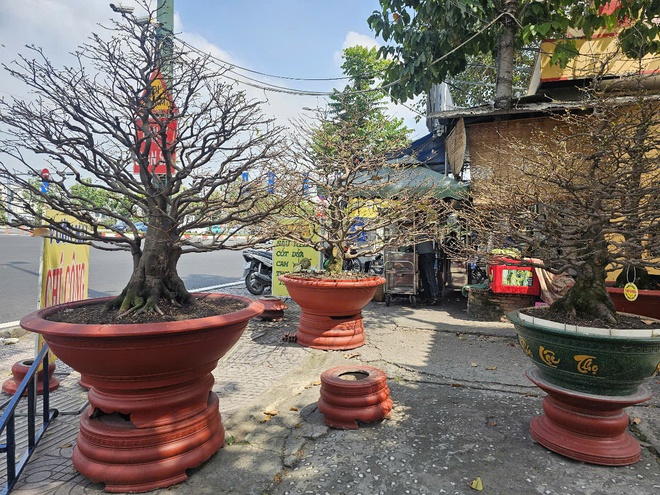 Nhiều chậu mai lớn được trưng bày tại đây