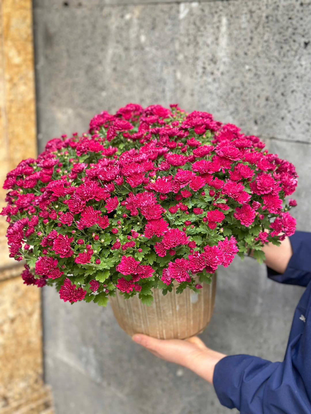 Năm nay, hoa cúc tím dạng cây trồng hay cành cắm đều rất được ưa chuộng. (Ảnh minh họa)