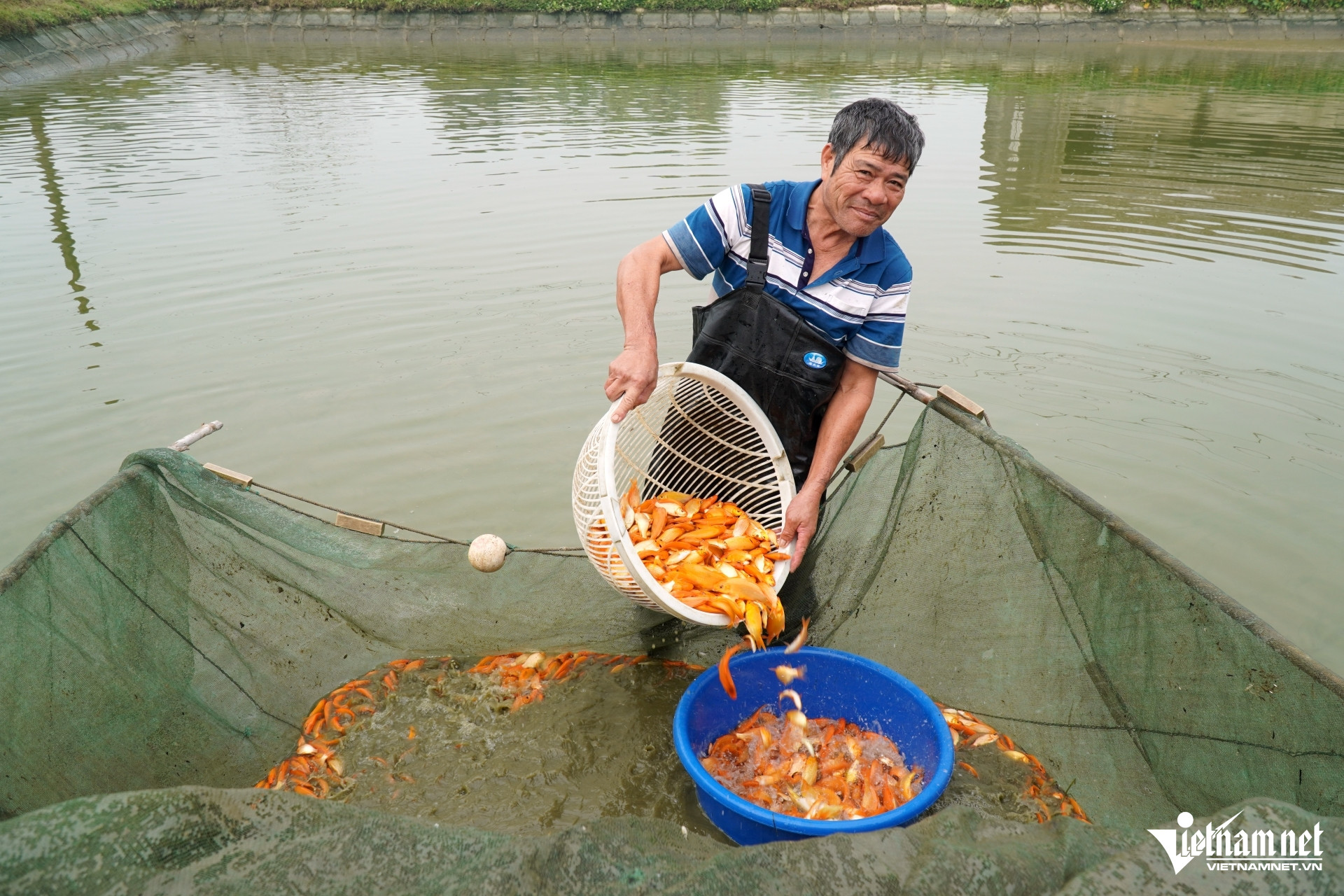 Ông Sơn đang kéo cá để nhập cho khách. Ảnh: Lê Dương