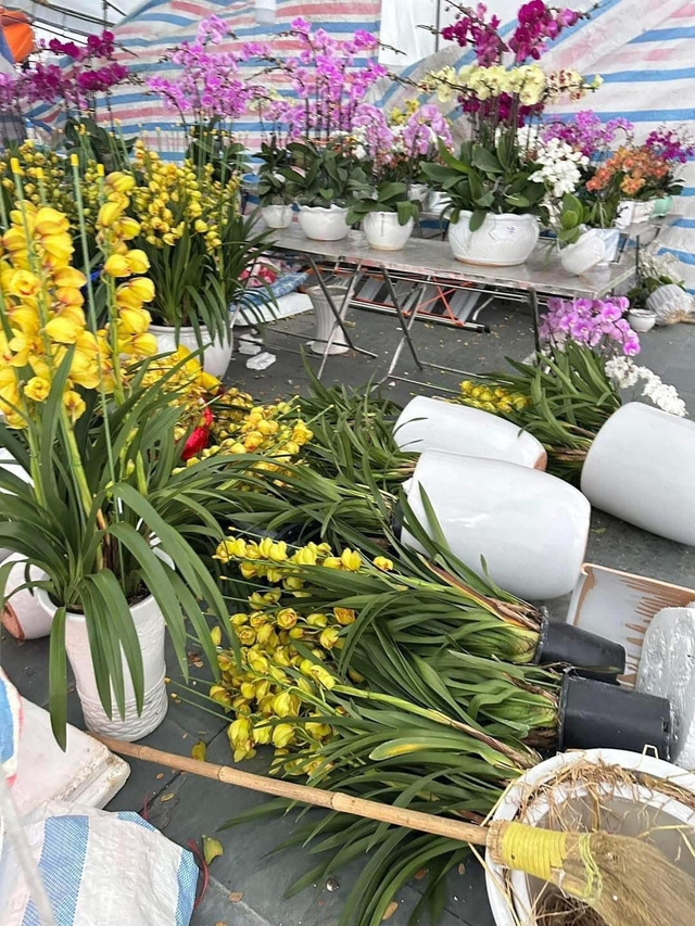 Nhiều chậu địa lan cũng bị gió quật đổ trong đêm. Ảnh: MXH