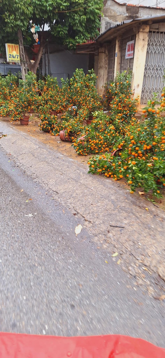 Nhiều chậu quất đổ gục, rụng quả không thể tiếp tục bày bán gây thiệt hại cho các tiểu thương. Ảnh: MXH