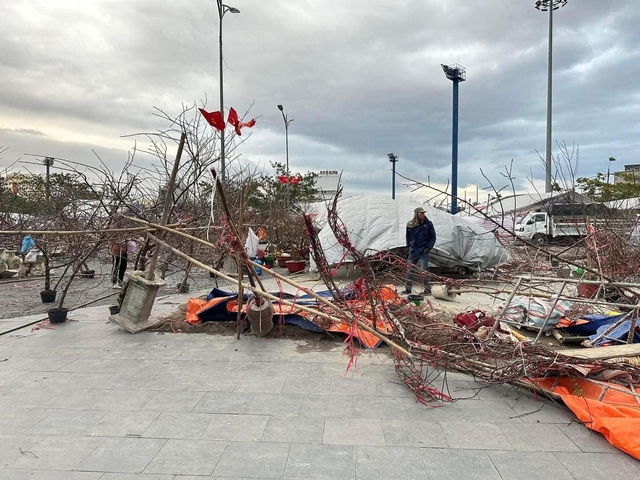 Những cành đào đổ ngã nghiêng sau trận gió mạnh khiến tiêu thương không kịp trở tay. Ảnh: MXH