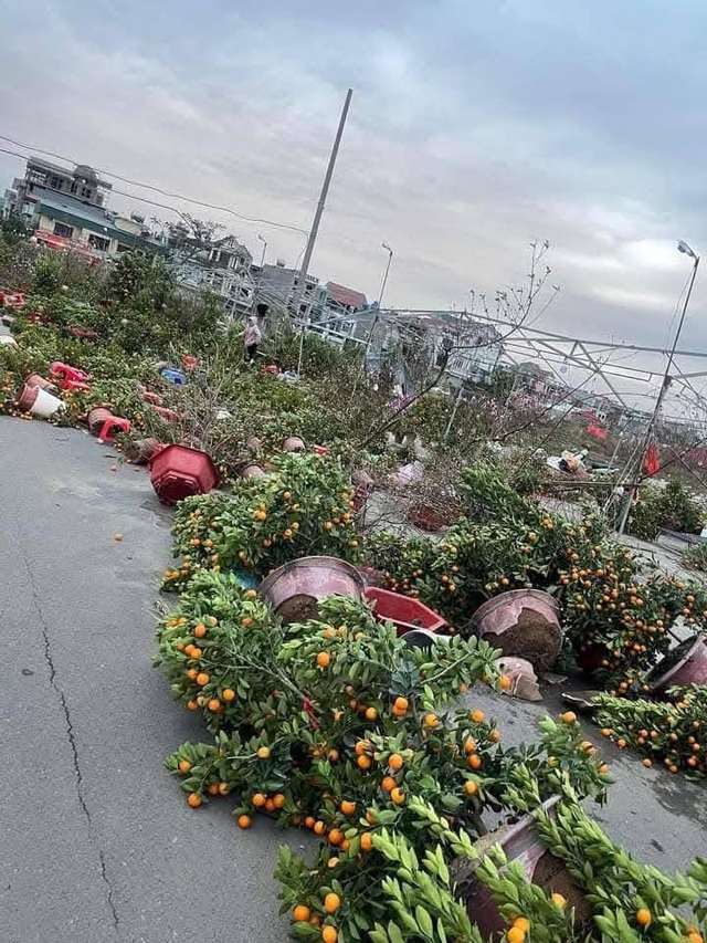 Người nông dân trồng hoa, cây cảnh tại miền Bắc đã trải qua một năm đầy khó khăn và vất vả. Ảnh: MXH