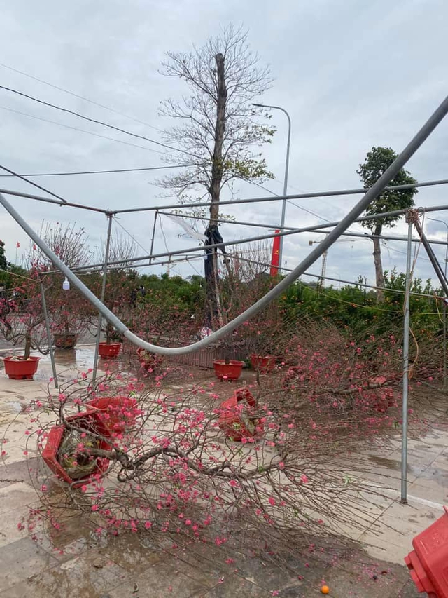 Nhiều tiểu thương không giấu nổi xót xa khi gió mạnh và mưa lớn làm đổ ngã la liệt các chậu quất, cành đào trưng bán dịp Tết Nguyên Đán. Ảnh: MXH