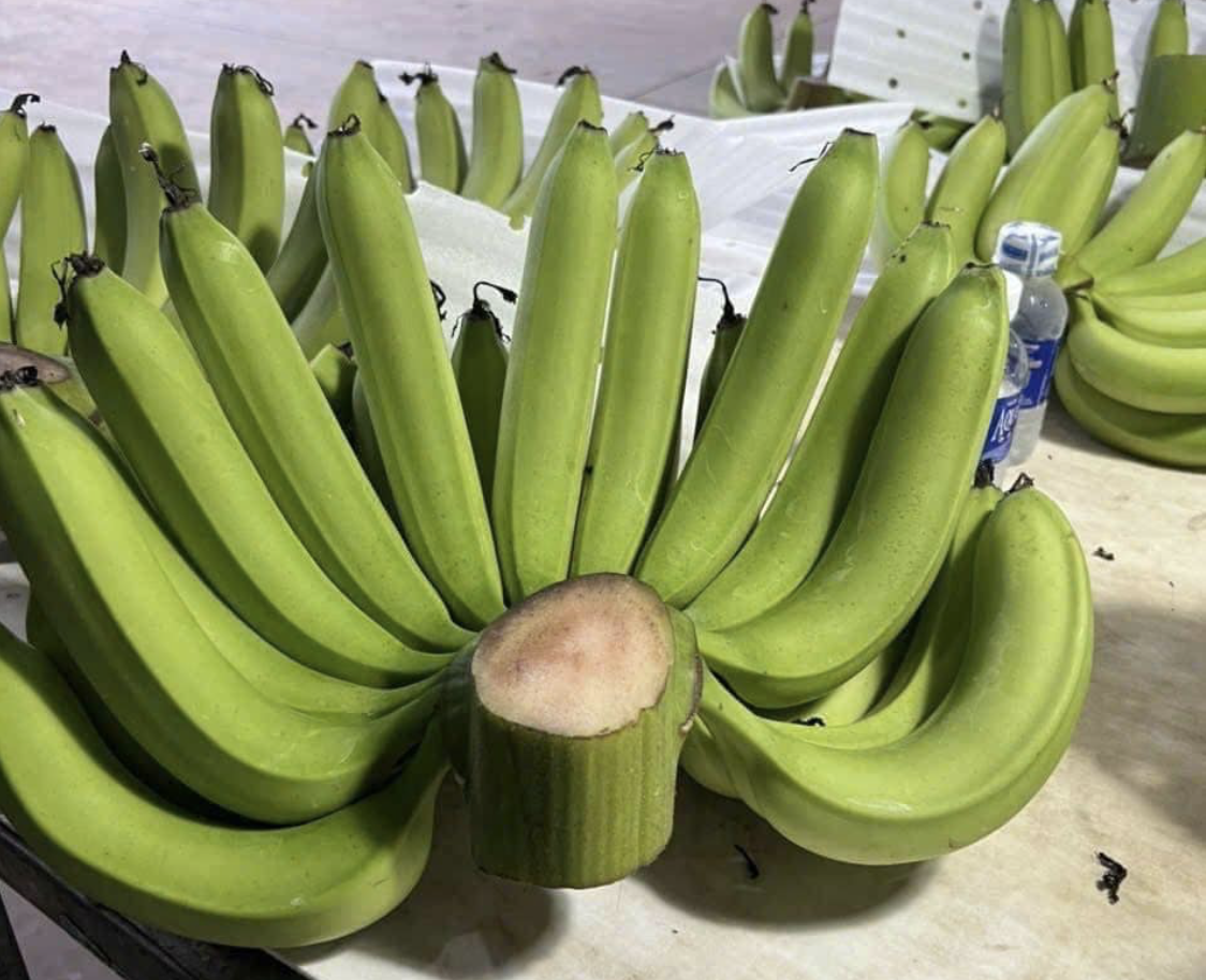 Chuối xanh miền Nam đổ bộ ra Bắc tiếp ứng nhưng giá cũng tăng gấp đôi. Ảnh: NVCC