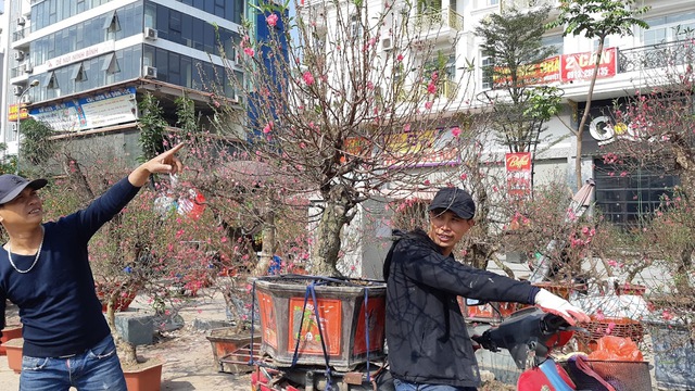 Gần sát Tết, lượng hoa đào vẫn còn khá nhiều