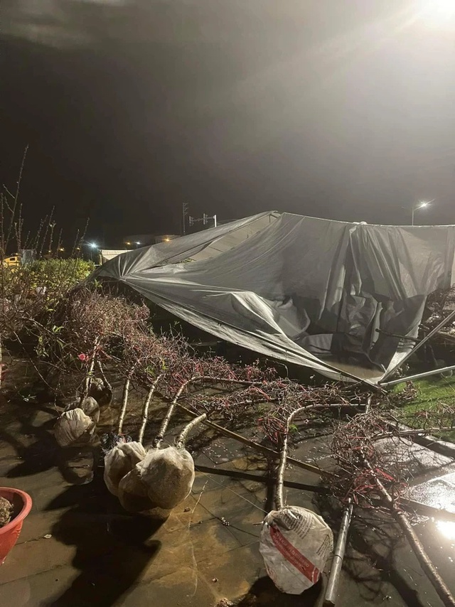 Đào đổ rạp, lều bạt sập khi gió mùa về lúc rạng sáng 26-1. Ảnh: Báo Thái Nguyên