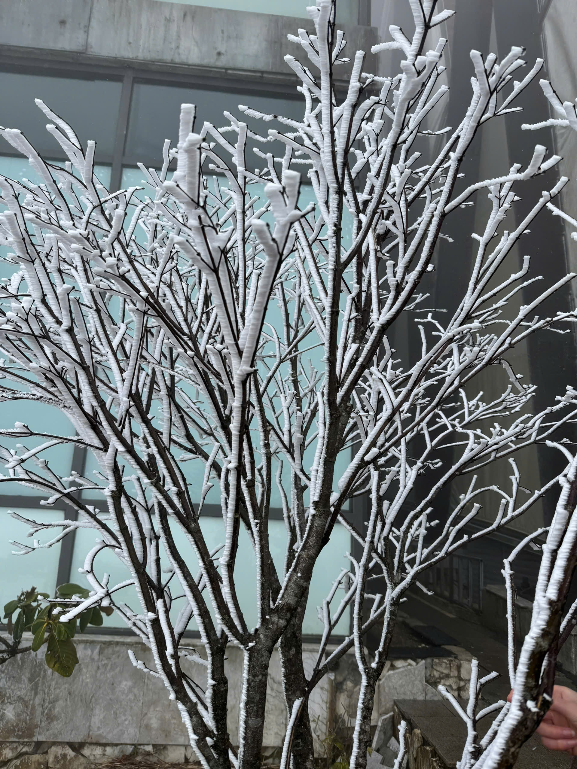 Lối đi, cây cỏ nhanh chóng phủ trắng bởi tuyết