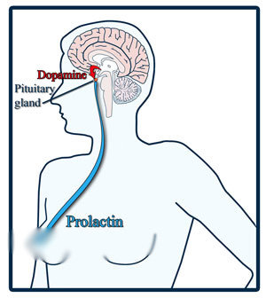 Suy giảm 'chuyện ấy' do béo phì - 2 Suy giảm 'chuyện ấy' do béo phì - 2