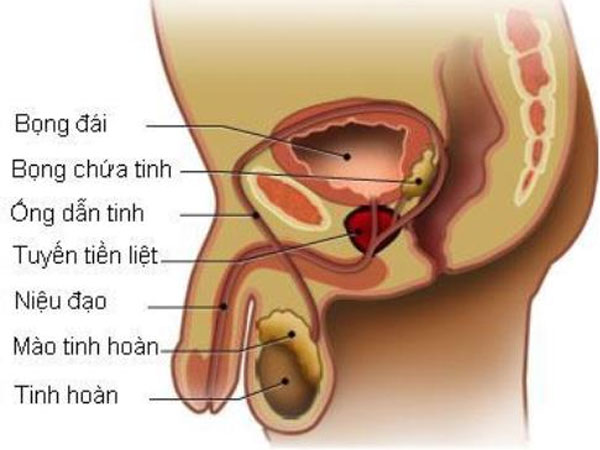 Hướng dẫn tự khám để phát hiện sớm ung thư tinh hoàn Hướng dẫn tự khám để phát hiện sớm ung thư tinh hoàn