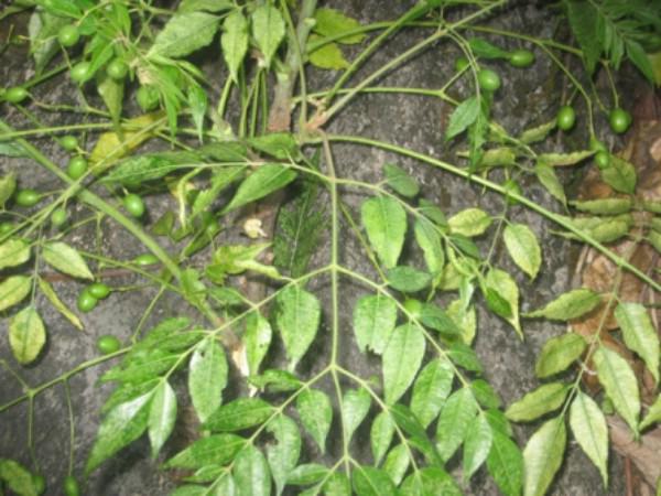 8 cách tự chế thuốc trừ sâu cực hiệu quả tại nhà để Tết tha hồ ăn rau sạch ngon - 6 8 cách tự chế thuốc trừ sâu cực hiệu quả tại nhà để Tết tha hồ ăn rau sạch ngon - 6