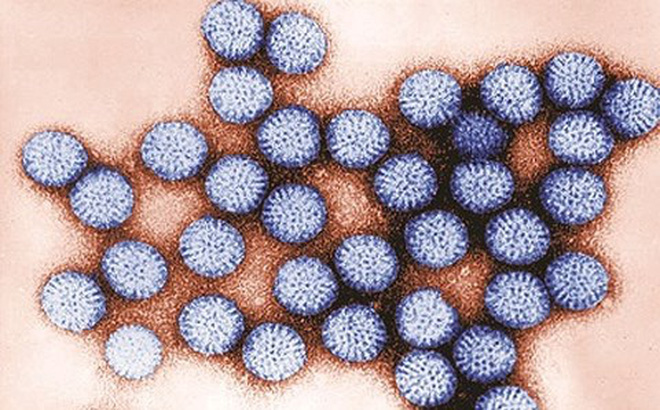 Virus nguy hiểm gây tử vong hàng đầu ở Việt Nam Virus nguy hiểm gây tử vong hàng đầu ở Việt Nam