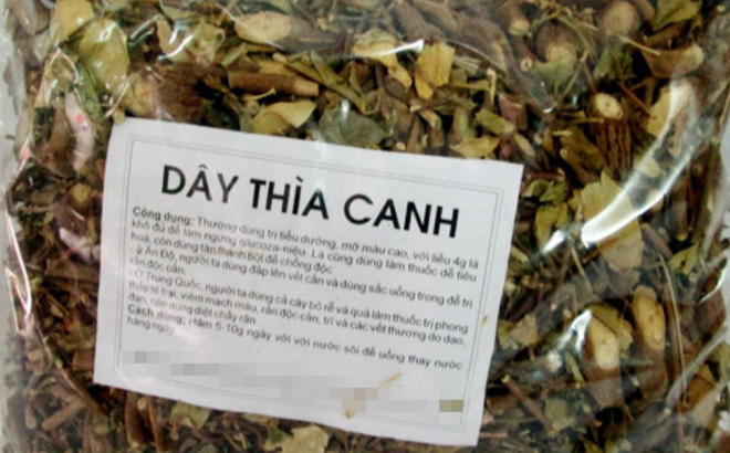 Đổ xô mua dây thìa canh trị tiểu đường: Coi chừng tiền mất tật mang vì mua dược liệu rởm Đổ xô mua dây thìa canh trị tiểu đường: Coi chừng tiền mất tật mang vì mua dược liệu rởm